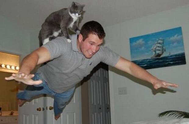 Котики