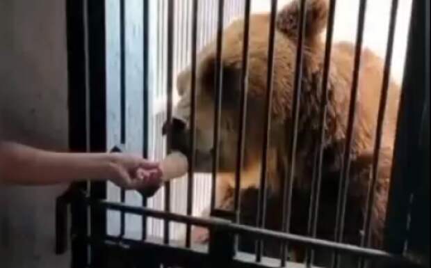 В сильную жару в карагандинском зоопарке мороженым кормят медведей и обезьян
