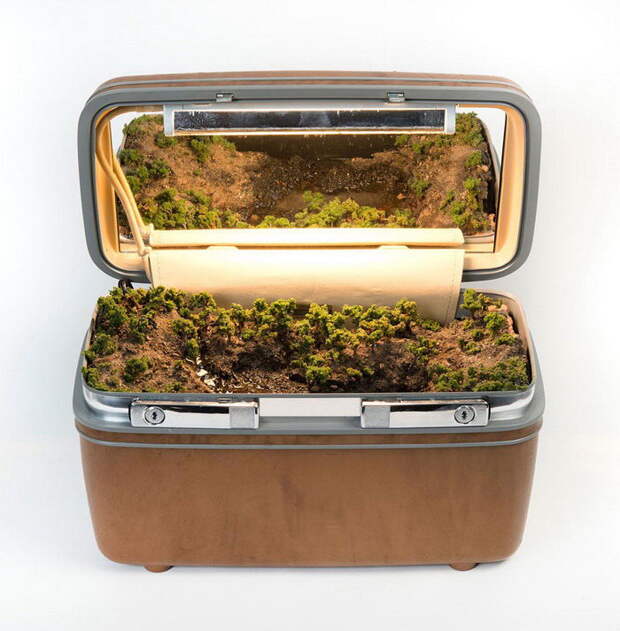 Экосистемы в старых чемоданах: работы Kathleen Vance