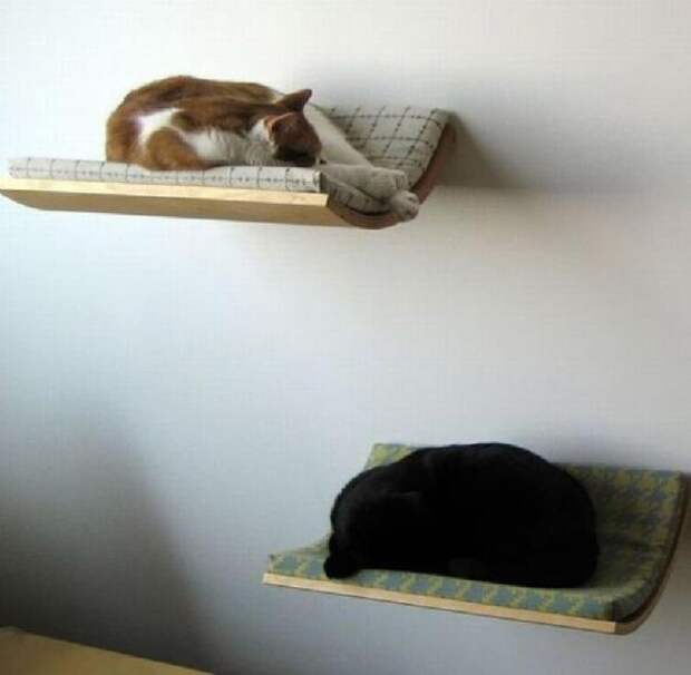 Котодизайн