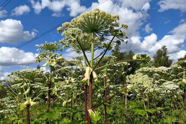 Ожог борщевиком: названы действия в случае контакта