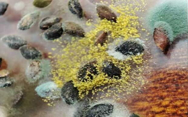 В Рязанскую область поступили зараженные грибами семена сосны