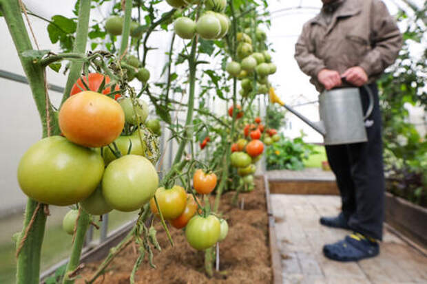 Они кричат, а мы не слышим: чего вы не знали о помидорах