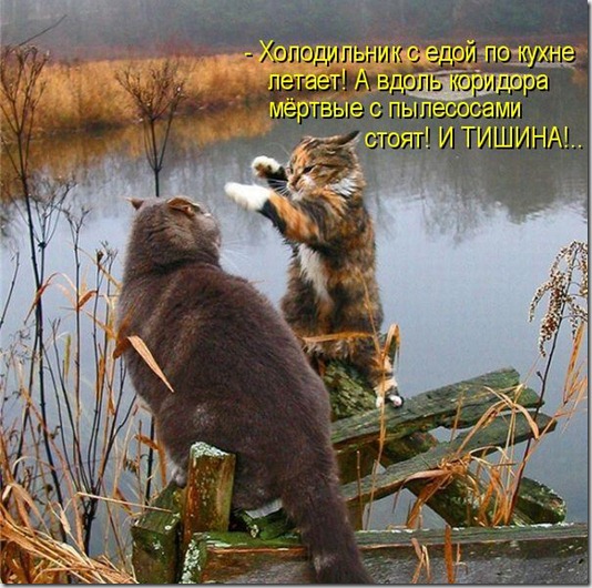 kotomatritsa_P