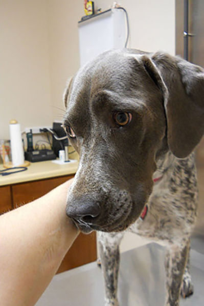 Pets Really Don’t Enjoy Visits to the Vet