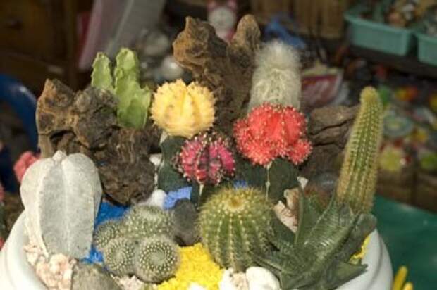 Красивая композиция из кактусов и суккулентов