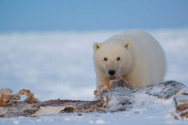 Пусть мама услышит…: белый медвежонок-сирота бродит в окрестностях села на Чукотке. Фото: Максим Деминов