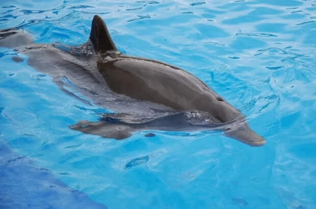 Общественник Попов призвал закрыть все дельфинарии в России
