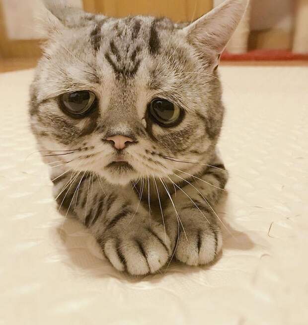 кошка луху, самая грустная кошка в мире 