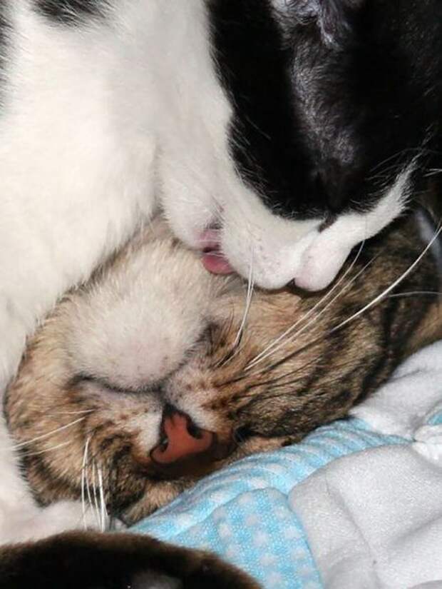 Кошачьи обнимашки