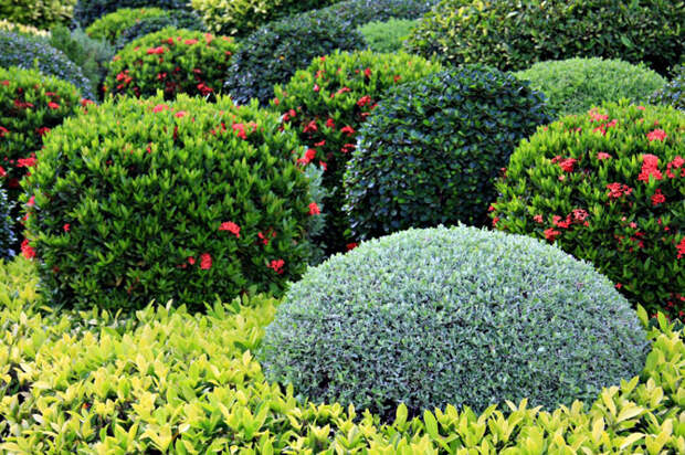 Topiary Сток-фотография: 54630241 : Shutterstock