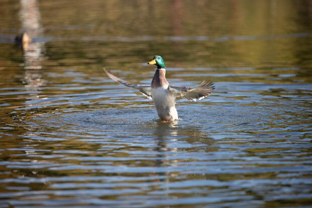 В северных районах Тульской области открыли сезон охоты на дичь