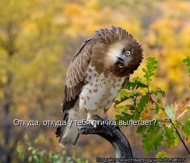 Котоматрица: Откуда, откуда у тебя птичка вылетает?