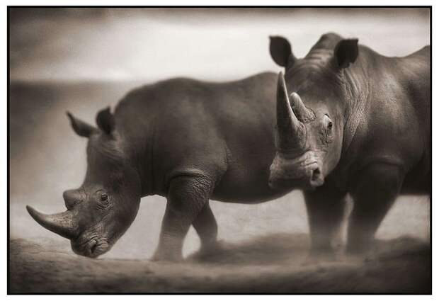 фотографии африки. Nick Brandt