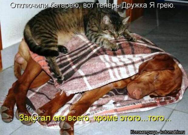 Котоматрицы(картинки с надписями)