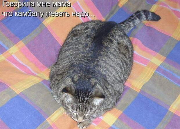 Котоматрицы (50 штук) Котоматрицы (50 штук)