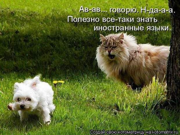 Котоматрицы (картинки с надписями)