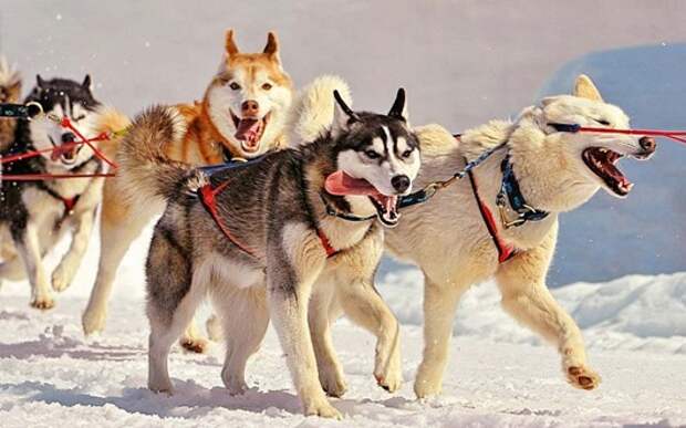 1331940774_husky-01_tambako_nc