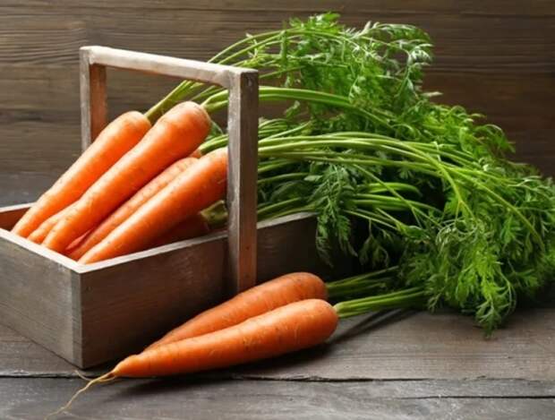 Первые шаги к хорошему урожаю моркови: полейте в июле грядку этим раствором – и корнеплоды сразу пойдут в рост
