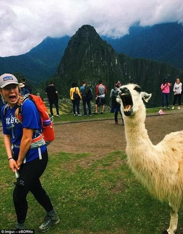 14. Альпака явно не хочет позировать. Мачу-Пикчу, Перу животные, неожиданности, человек и животное