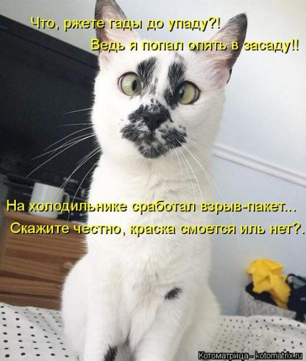Лучшие котоматрицы недели (50 фото)