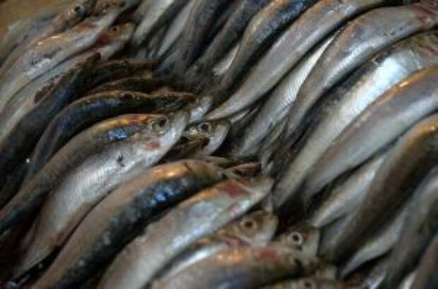 Крымские рыбаки возобновили активный вылов рыбы для России