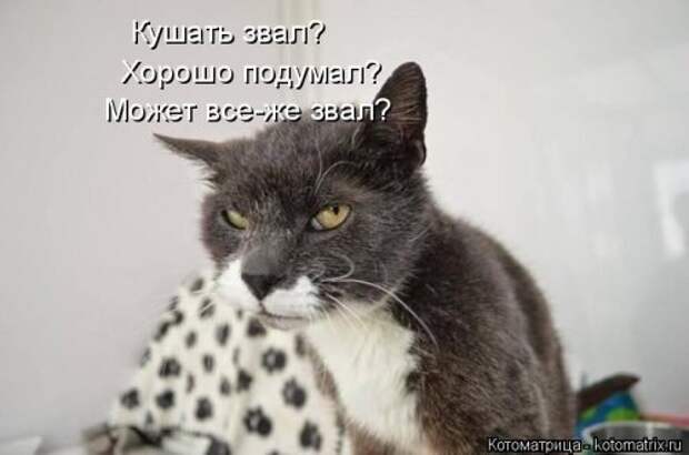 Новая котоматрица (30 фото)
