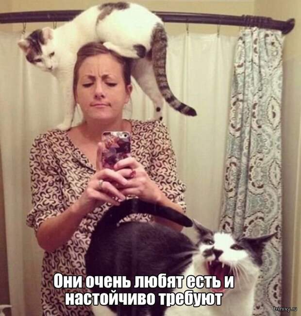 Вещи, которые до боли знакомы всем кошатникам (20 фото)