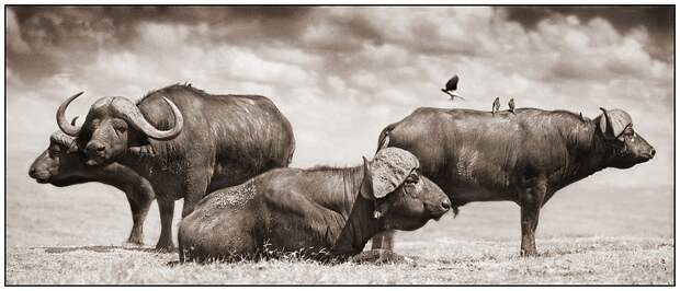 фотографии африки. Nick Brandt