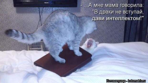Котоматрицы(картинки с надписями)