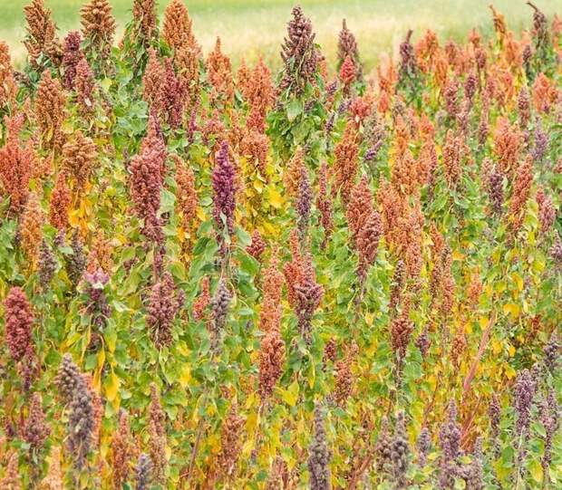 Это растение, которое дает семена Канива (Канихуа). Chenopodium pallidicaule, известный как cañihua, canihua или canahahua, а также kaniwa, является разновидностью гусиной стопы, а проще говоря - это лебеда Это растение, которое дает семена Канива (Канихуа). Chenopodium pallidicaule, известный как cañihua, canihua или canahahua, а также kaniwa, является разновидностью гусиной стопы, а проще говоря - это лебеда