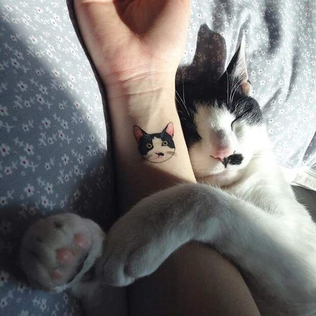 смешные коты тату кота