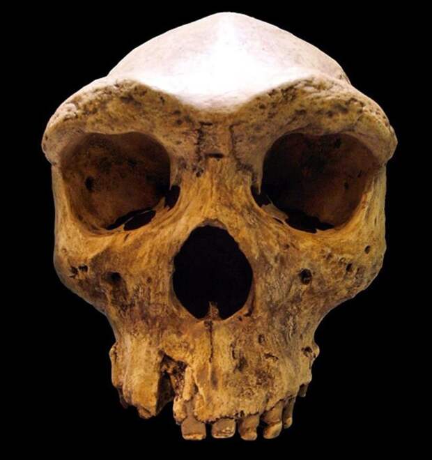 Доисторический череп Кабве, хранящаяся в музее Мауэра в Гейдельберге, Германия. 
