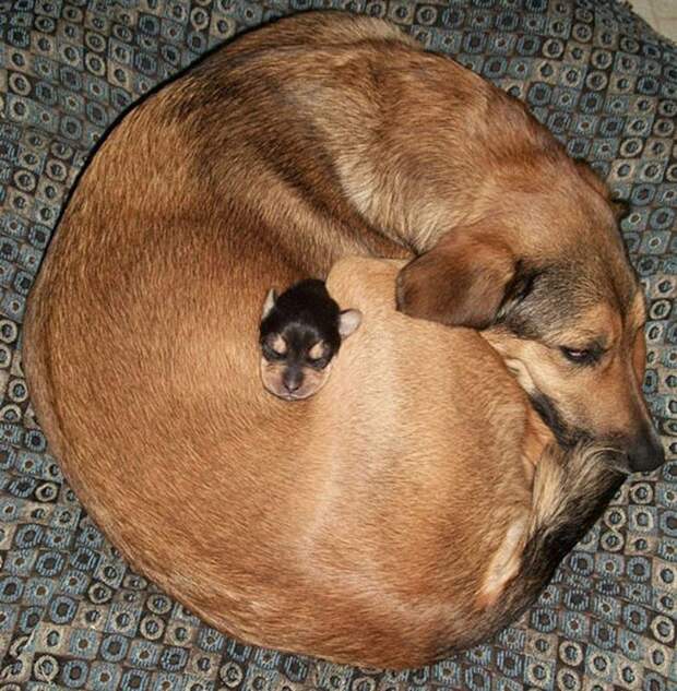 TiniestPuppies14 Мимимишность дня — 30 фото щенков, которые сделают ваш день счастливей