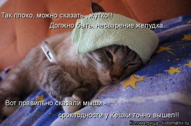 Лучшие котоматрицы недели (50 фото)