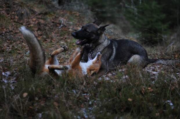 Sniffer fox and Tinni, дружба между лисой и собакой