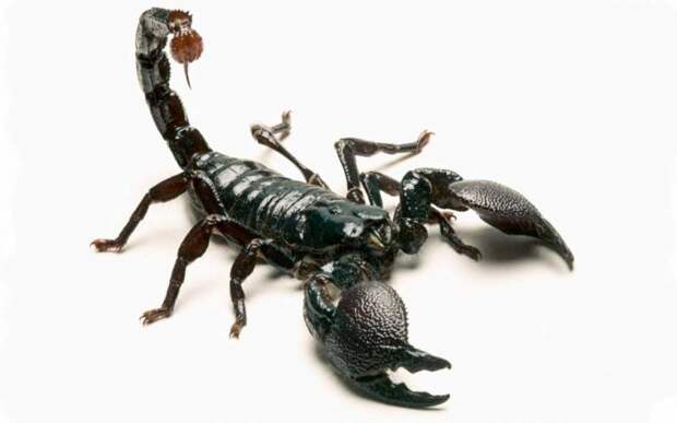 Самый ядовитый скорпион в мире: представители и их особенности