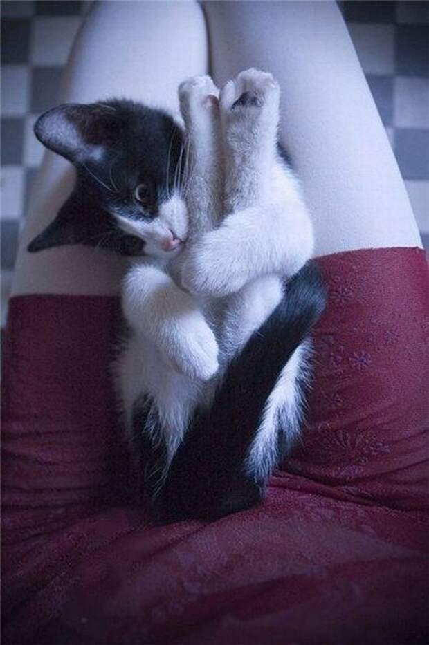 Забавные котята