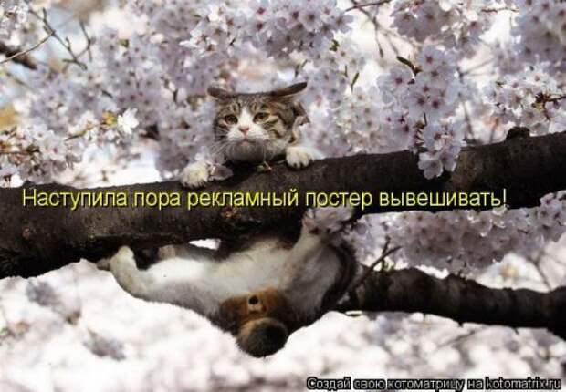 Лучшие котоматрицы недели (28 фото)