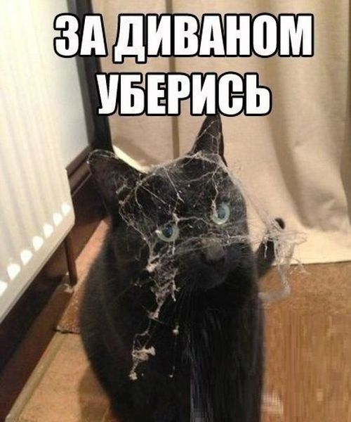 Смешные картинки с подписями  юмор, картинки, прикол