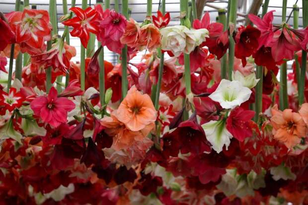 Выставка цветов «Chelsea Flower Show 2014»