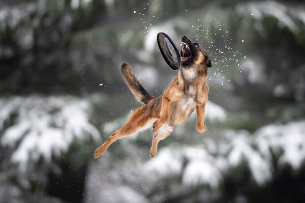 Супер собаки в фотографиях Клаудио Пикколи 33