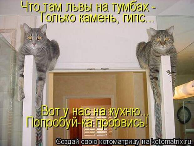 Лучшие котоматрицы недели (50 фото)