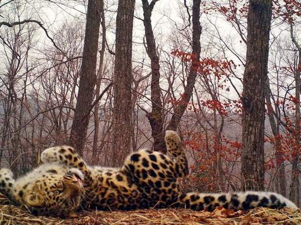 На Дальнем Востоке создан российско-китайский резерват для тигров и леопардов