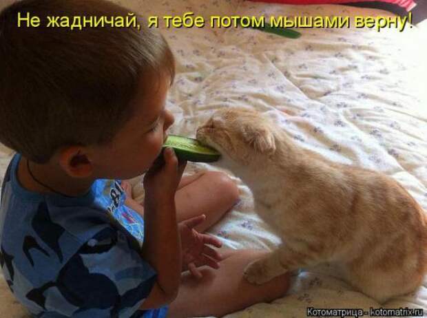 Котоматрицы(картинки с надписями)