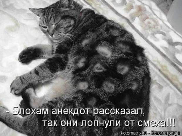 Котоматрицы (картинки с подписями)
