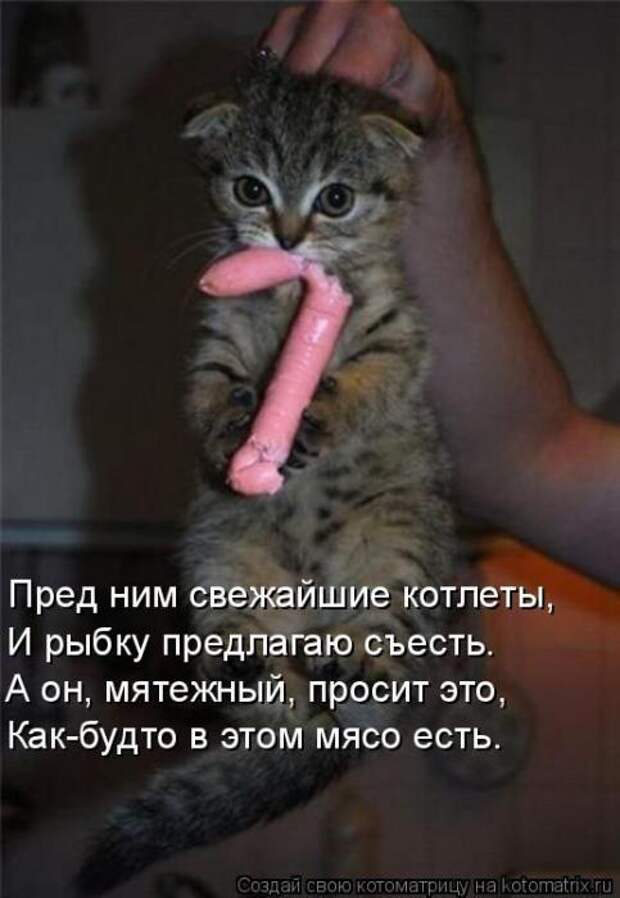 Котоматрицы(картинки с надписями)