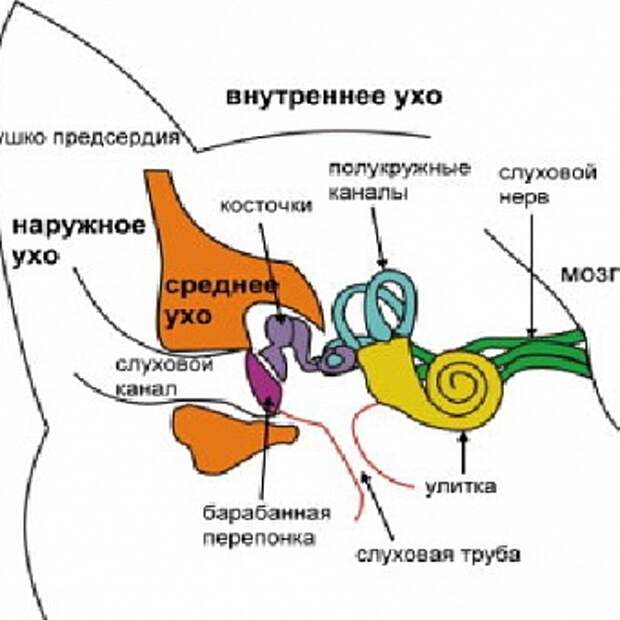 Уха для кота рецепт