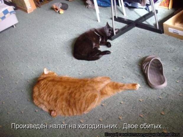 Котоматрицы (картинки с подписями)