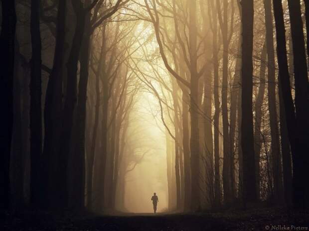 Осенние фотопейзажи Неллеке Питерс (Nelleke Pieters)